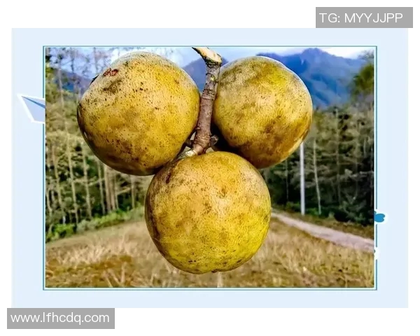 水果的多样魅力：探索世界各地独特果品与营养价值的奇妙之旅